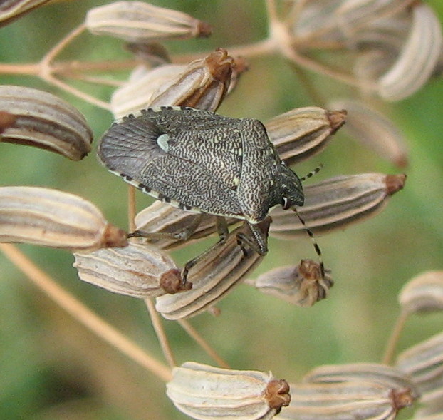 Staria lunata?